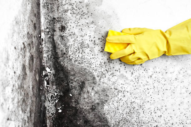 Best Mold Damage Repair  in Athens, OH