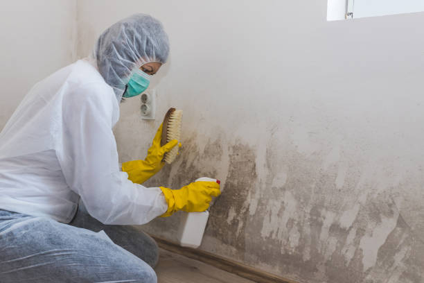 Best Local Mold Removal Service  in Athens, OH