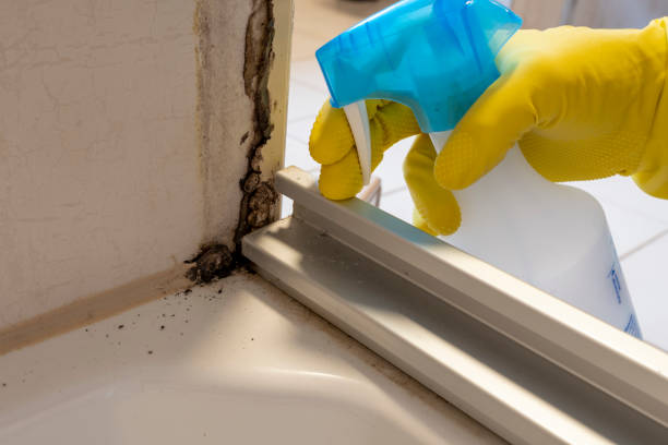 Best Mold Removal Company Near Me  in Athens, OH