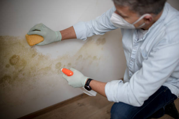 Best Mold Testing  in Athens, OH