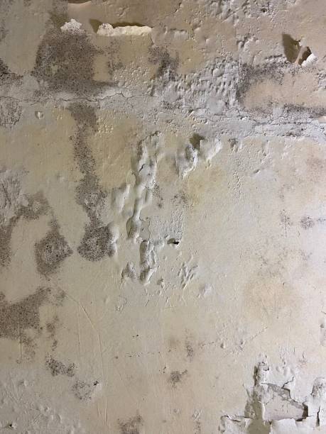 Best Affordable Mold Removal  in Athens, OH