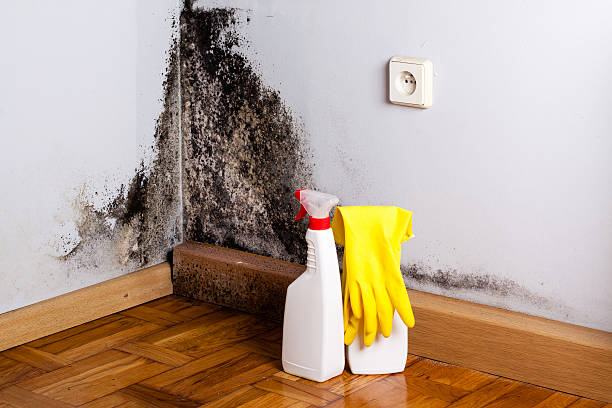 Best Commercial Mold Removal  in Athens, OH