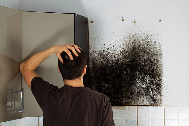 Best Local Mold Removal Service  in Athens, OH