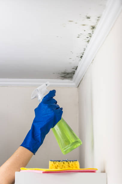 Best Emergency Mold Removal  in Athens, OH